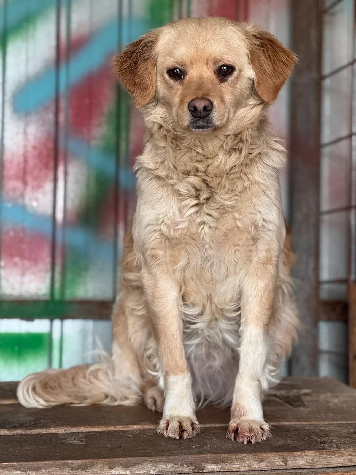 Millie, Mixed Breed (PennyPaws Rescue)