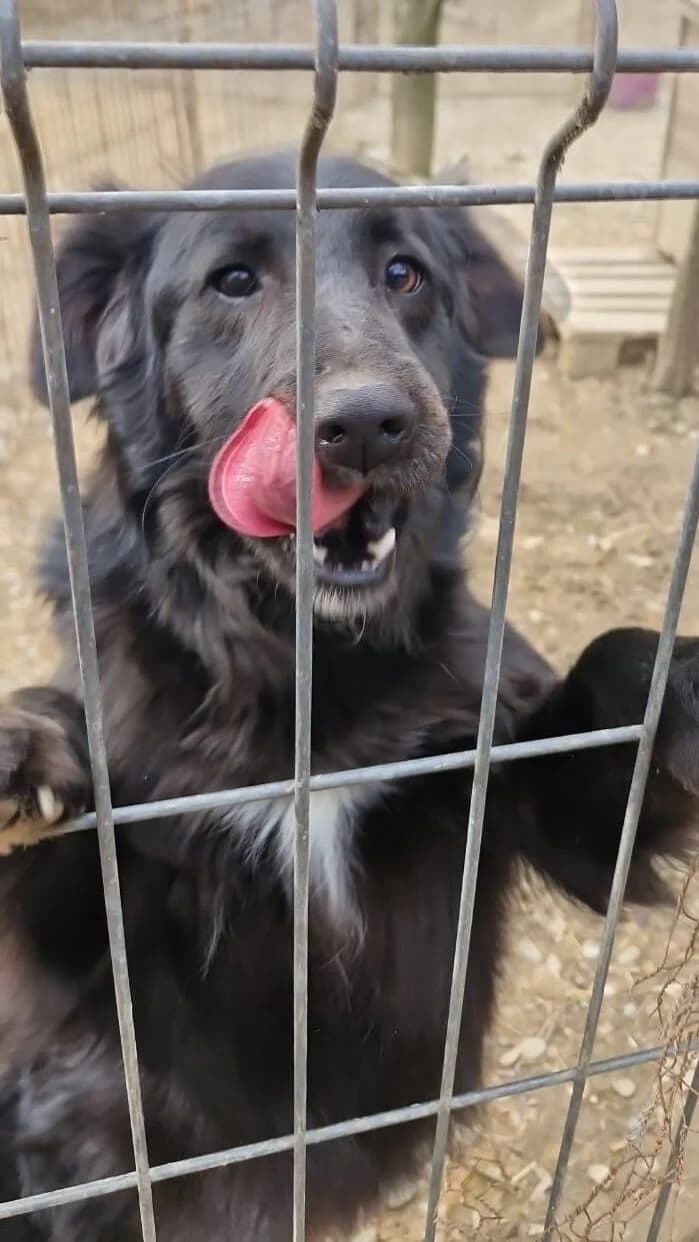 Nova, female 4yo Mixed Breed for adoption at PennyPaws Rescue