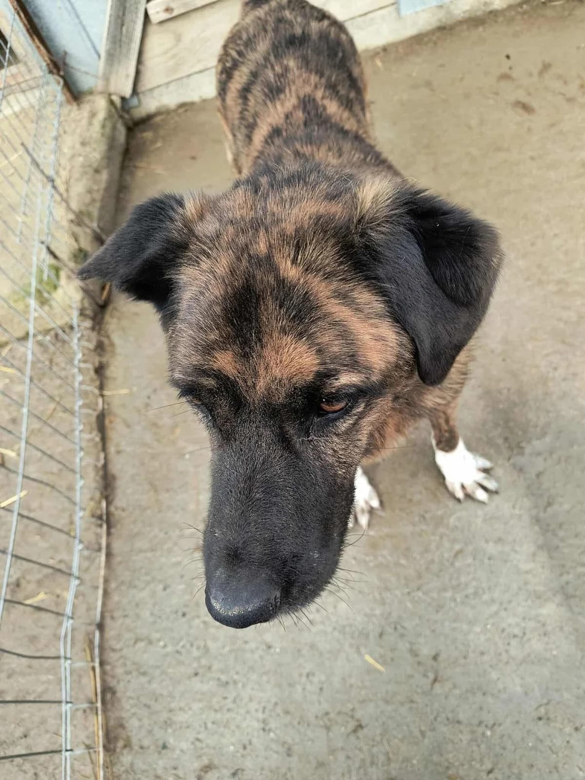 Winston, male Mixed Breed for adoption at PennyPaws Rescue