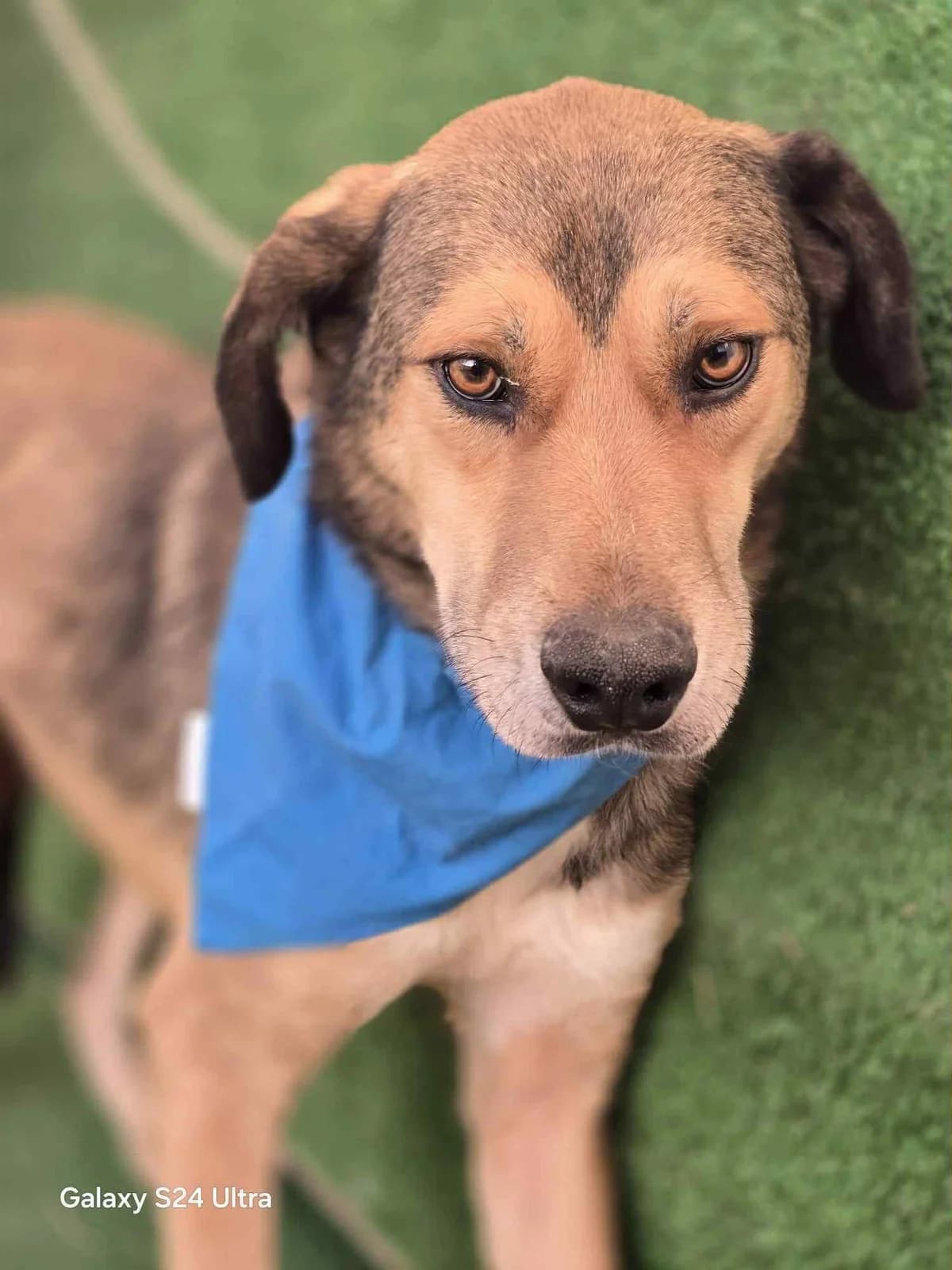 Jack, Mixed Breed (PennyPaws Rescue)
