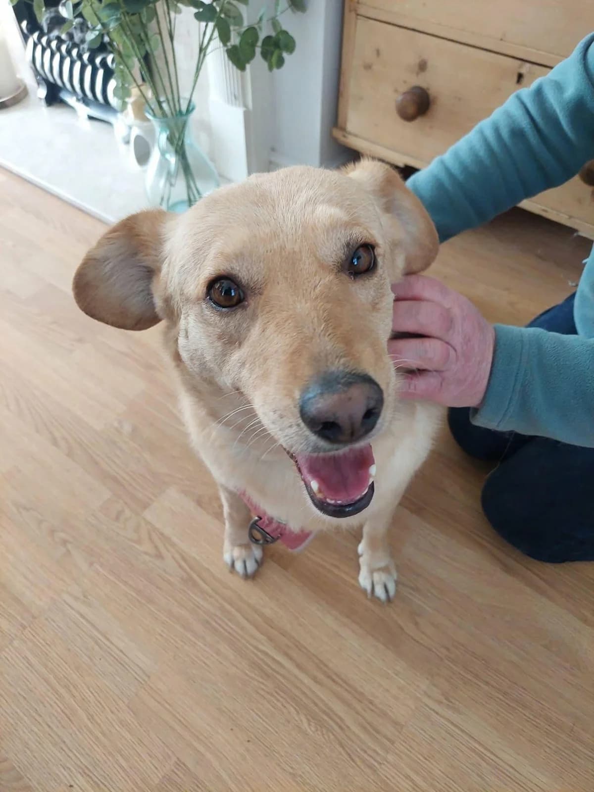 Nelly (In UK foster home in Norfolk), Mixed Breed (PennyPaws Rescue)