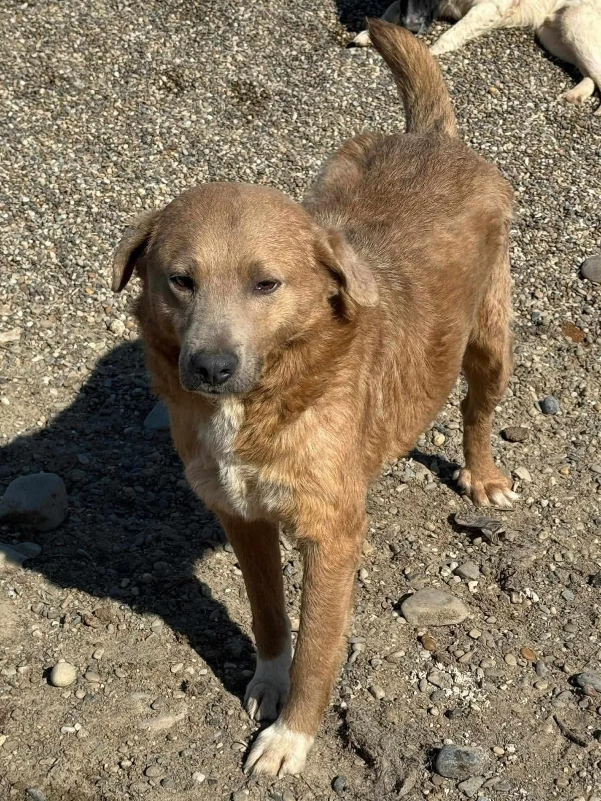 Dexter, Mixed Breed (PennyPaws Rescue)