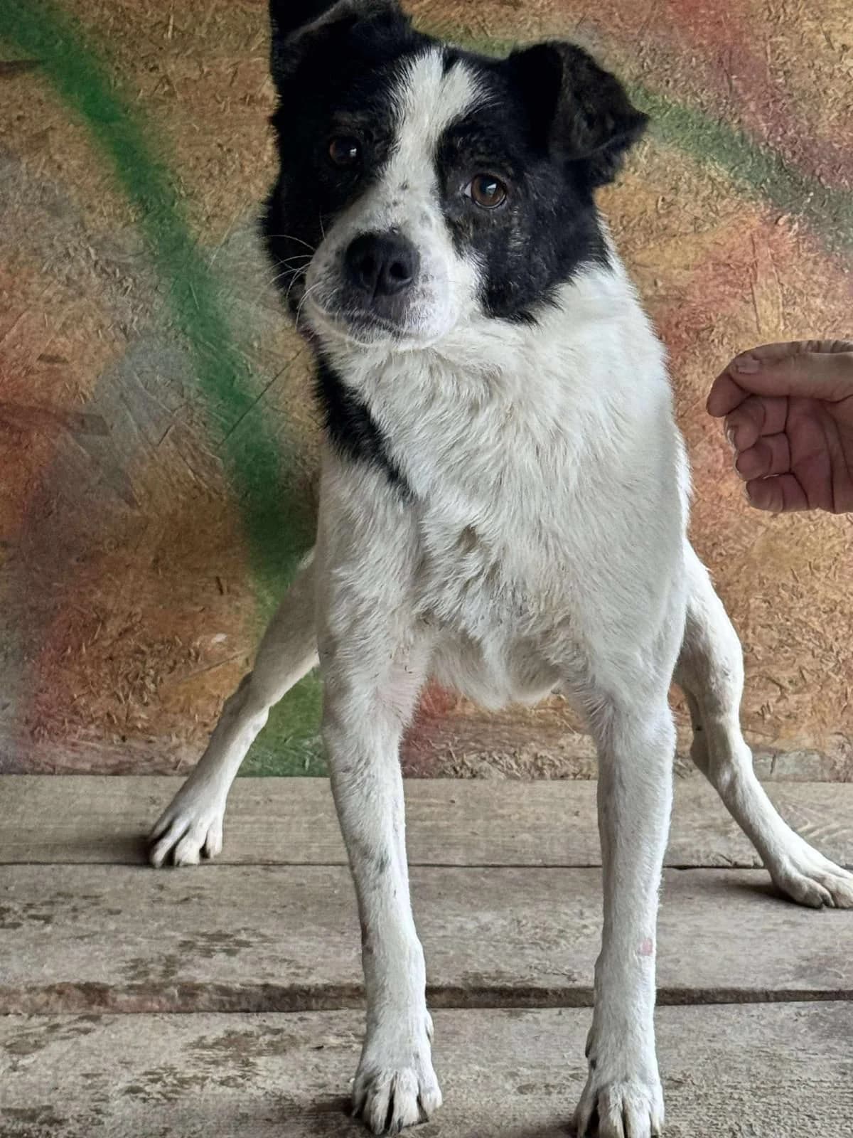 Justice, Mixed Breed (PennyPaws Rescue)