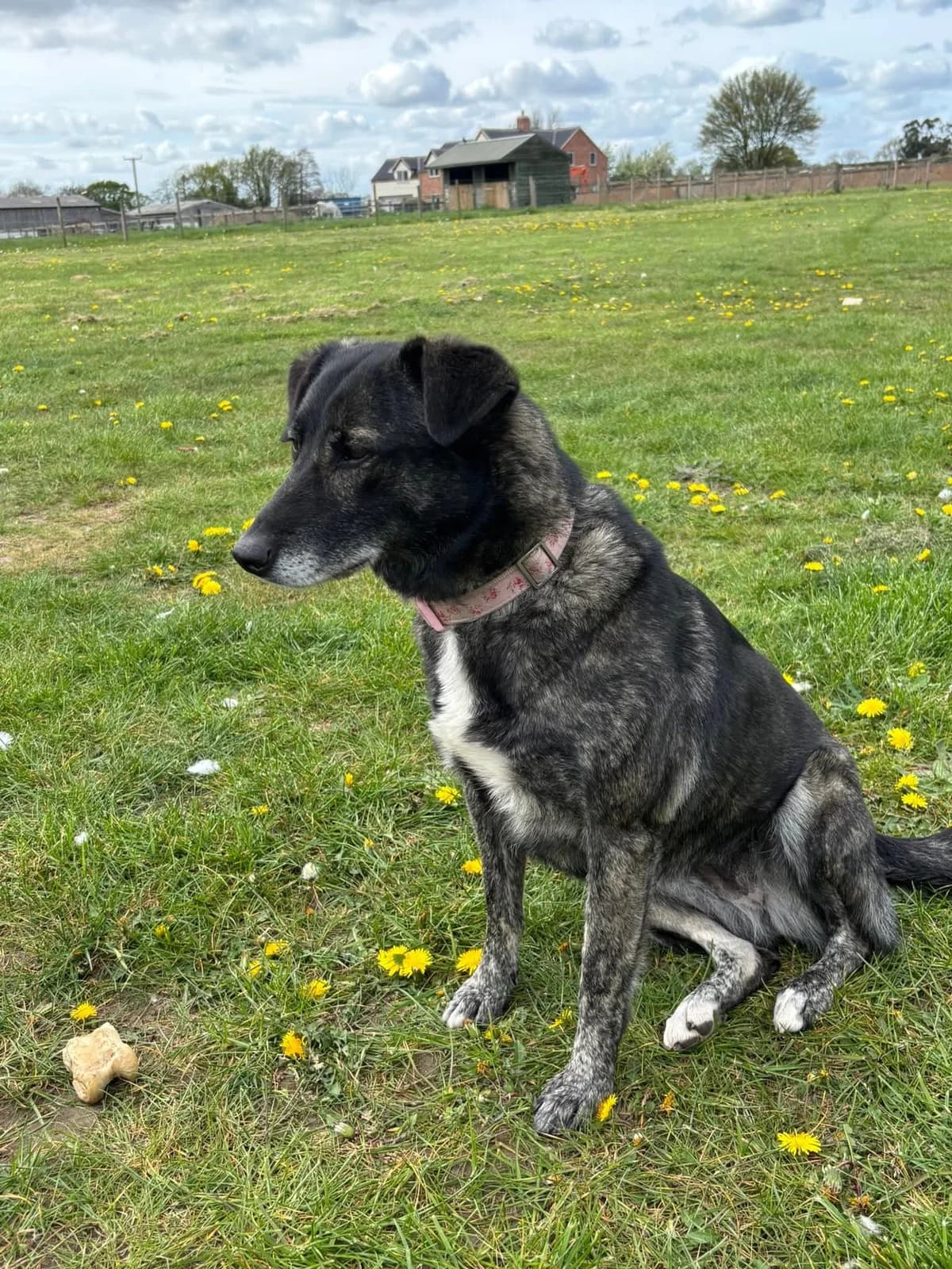 Beauty, Mixed Breed (PennyPaws Rescue)