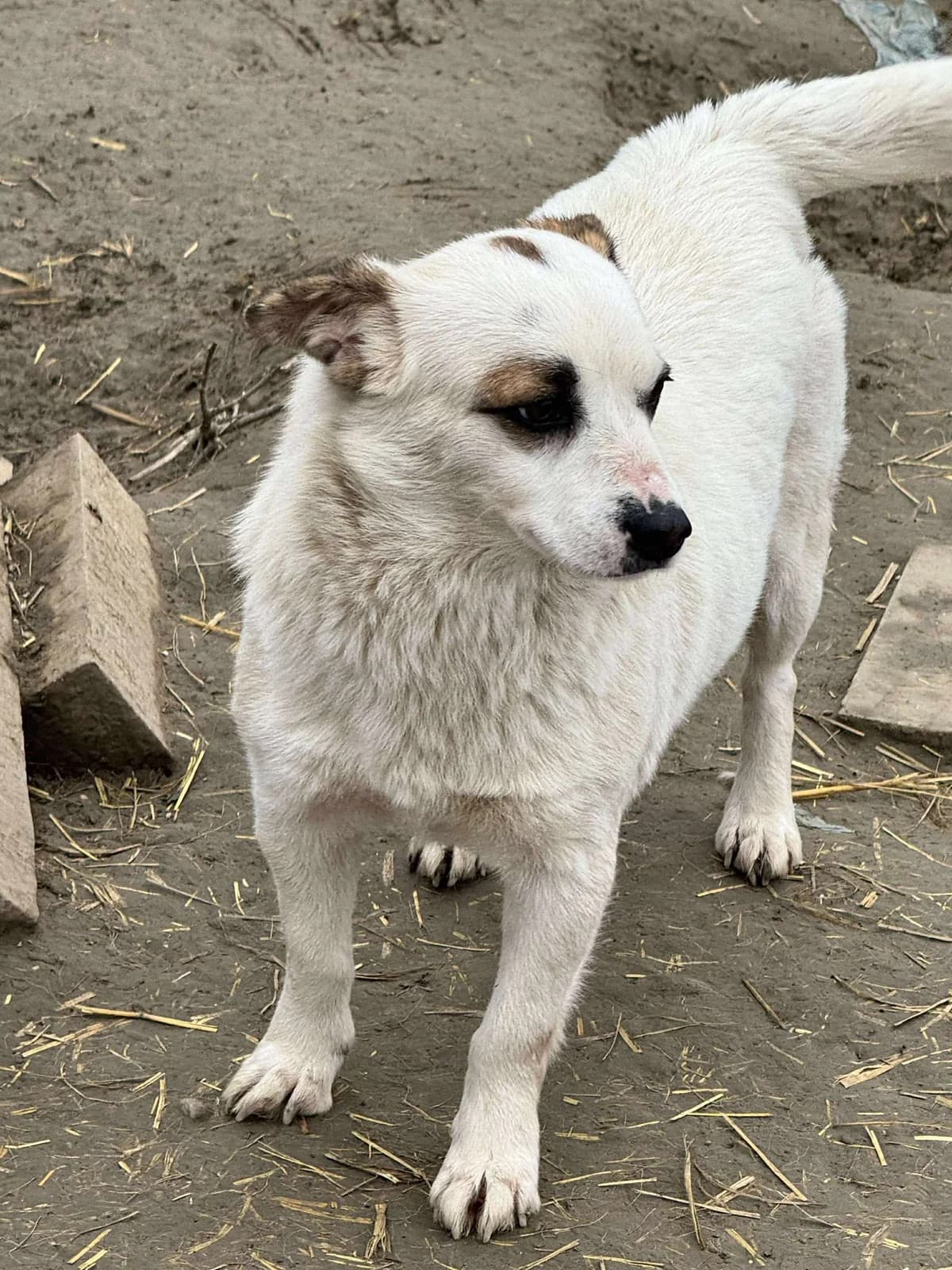 Nancy, Mixed Breed (PennyPaws Rescue)