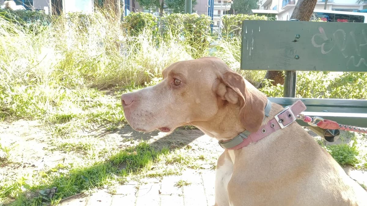 Skye, male 5yo Pointer for adoption at Pointers in Need