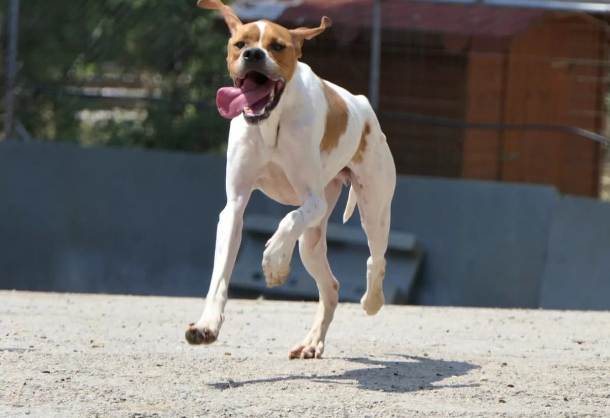 Lemon, male 5yo Pointer for adoption at Pointers in Need