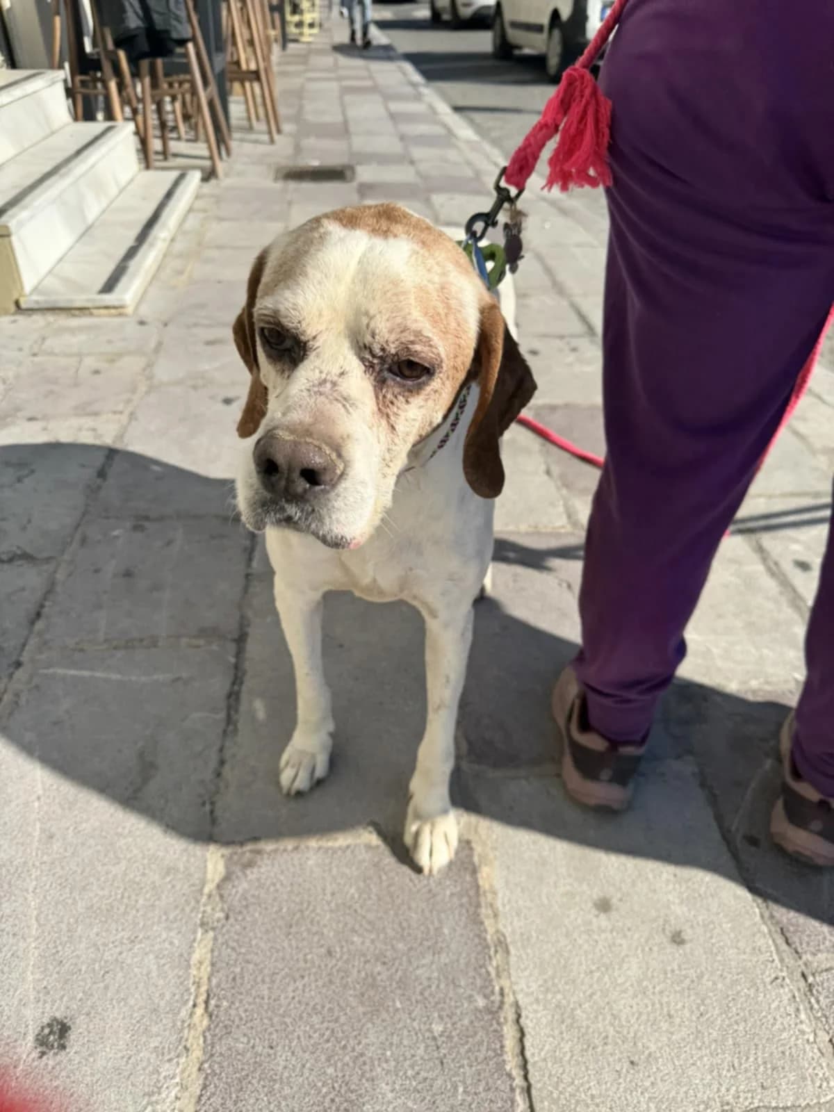 Hollywood, male 7yo Pointer for adoption at Pointers in Need