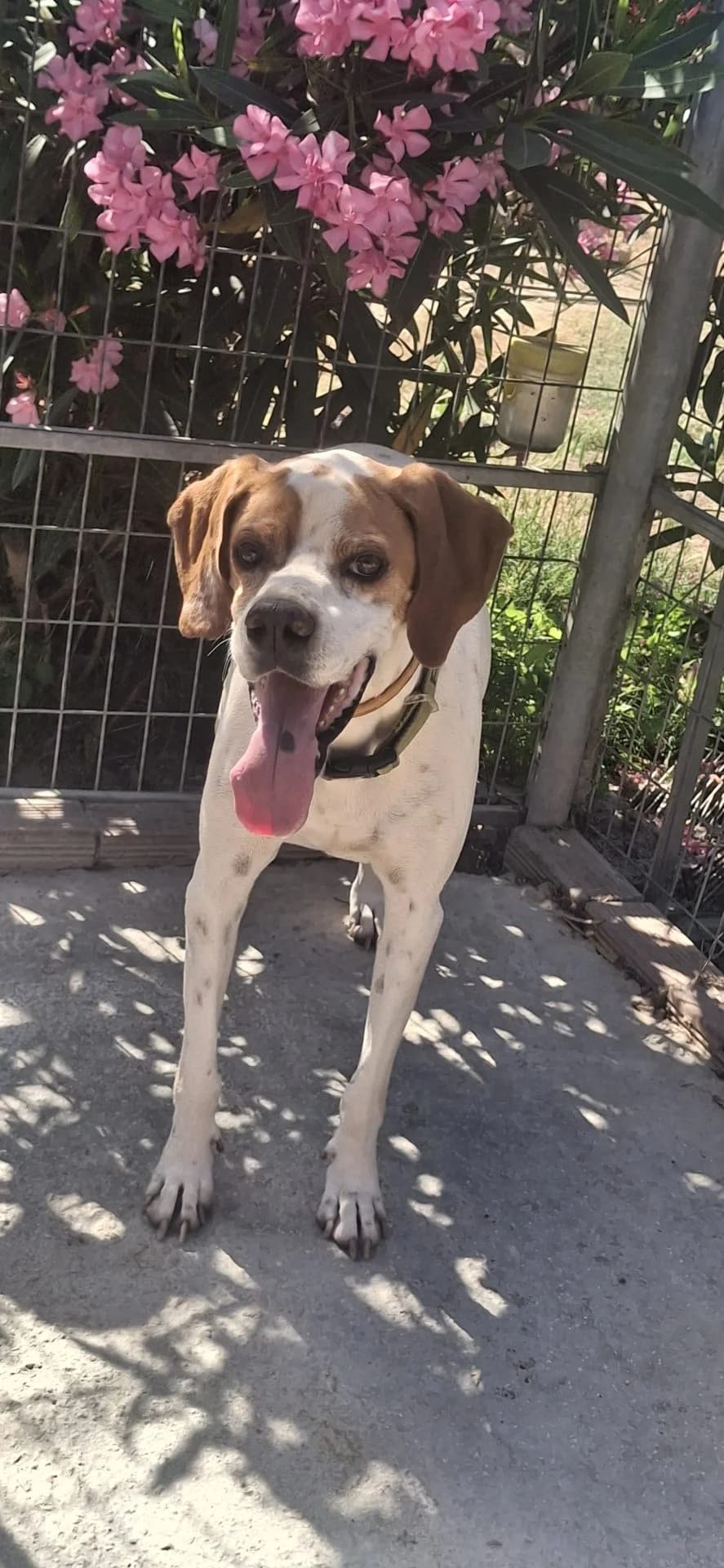 Jewel, female 5yo Pointer for adoption at Pointers in Need