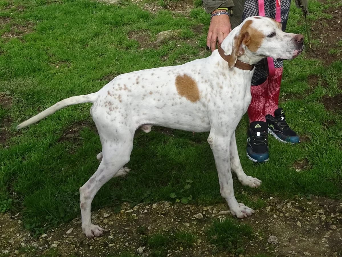 Xaris, Pointer (Pointers in Need)