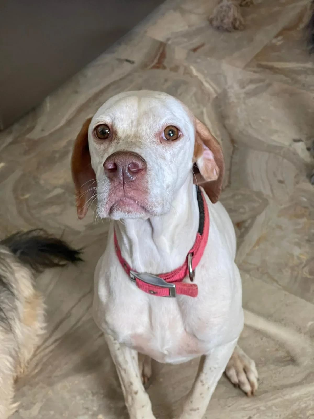 Terra, Pointer (Pointers in Need)