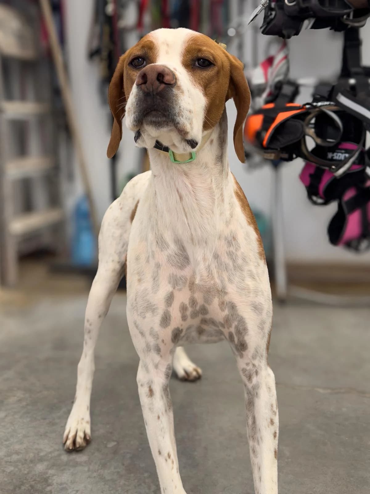 Bou, male 4yo Pointer for adoption at Pointers in Need