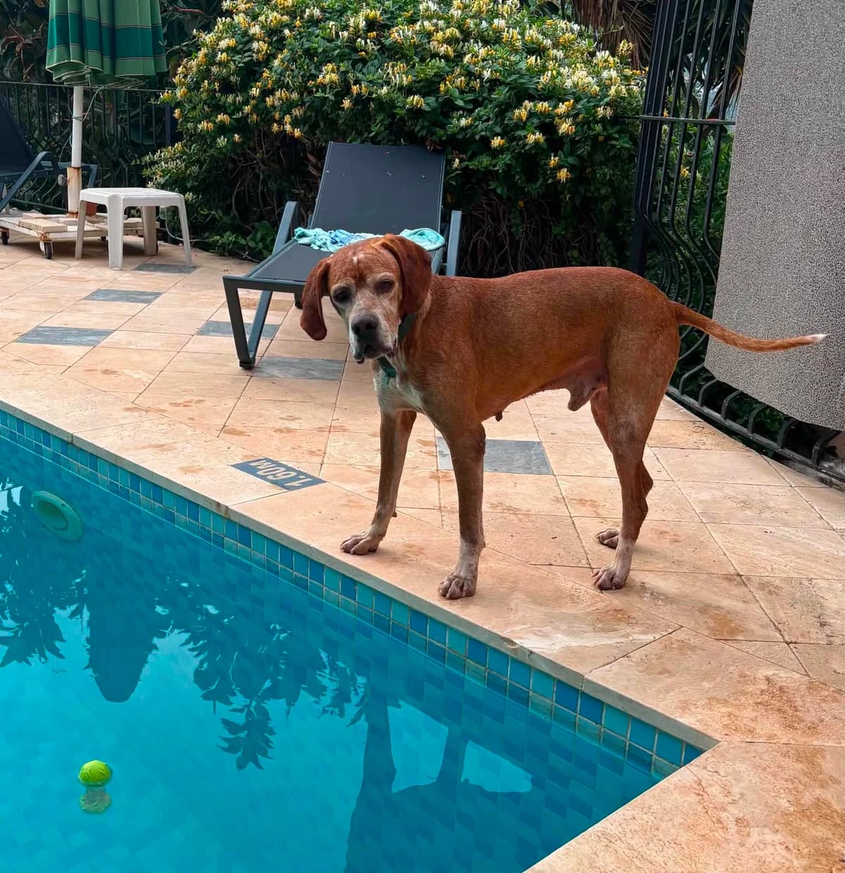 Bilbo, male 5yo Pointer for adoption at Pointers in Need