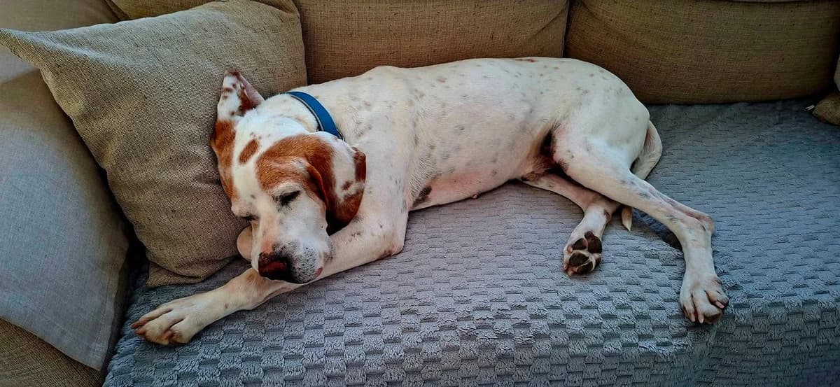 Bill, male 7yo Pointer for adoption at Pointers in Need