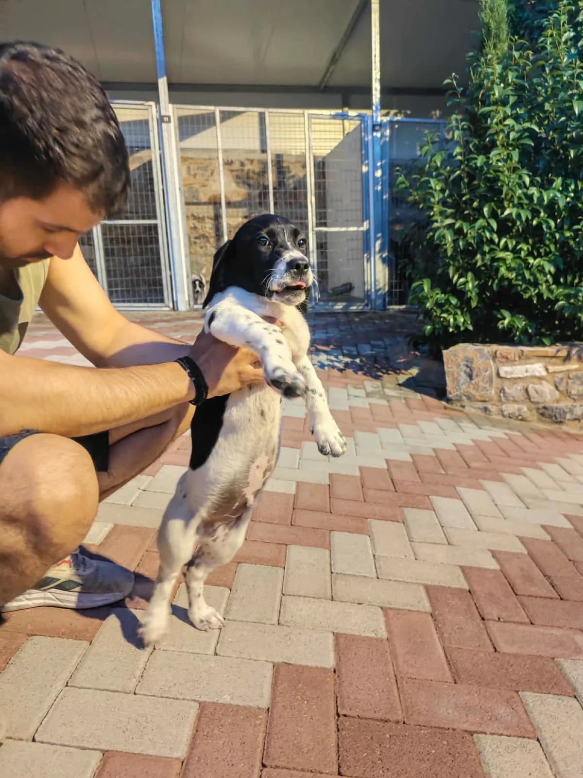 Chris, male puppy Pointer for adoption at Pointers in Need