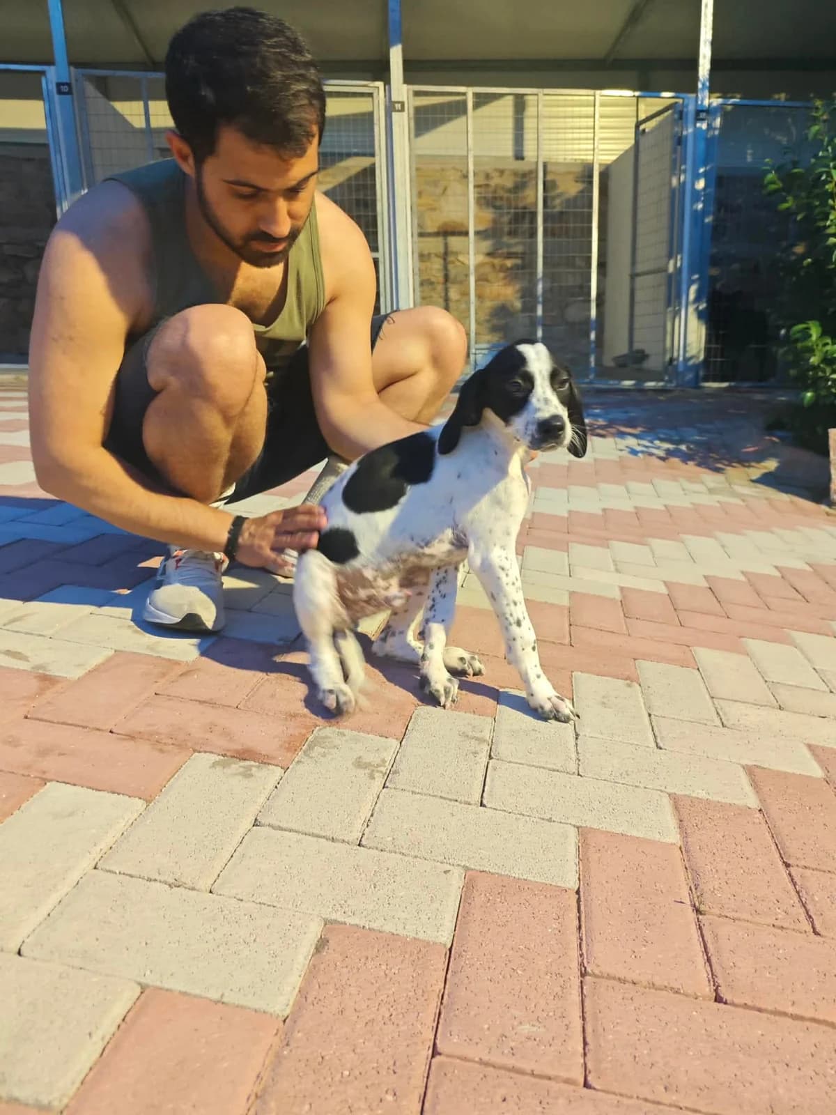 Takis, male puppy Pointer for adoption at Pointers in Need