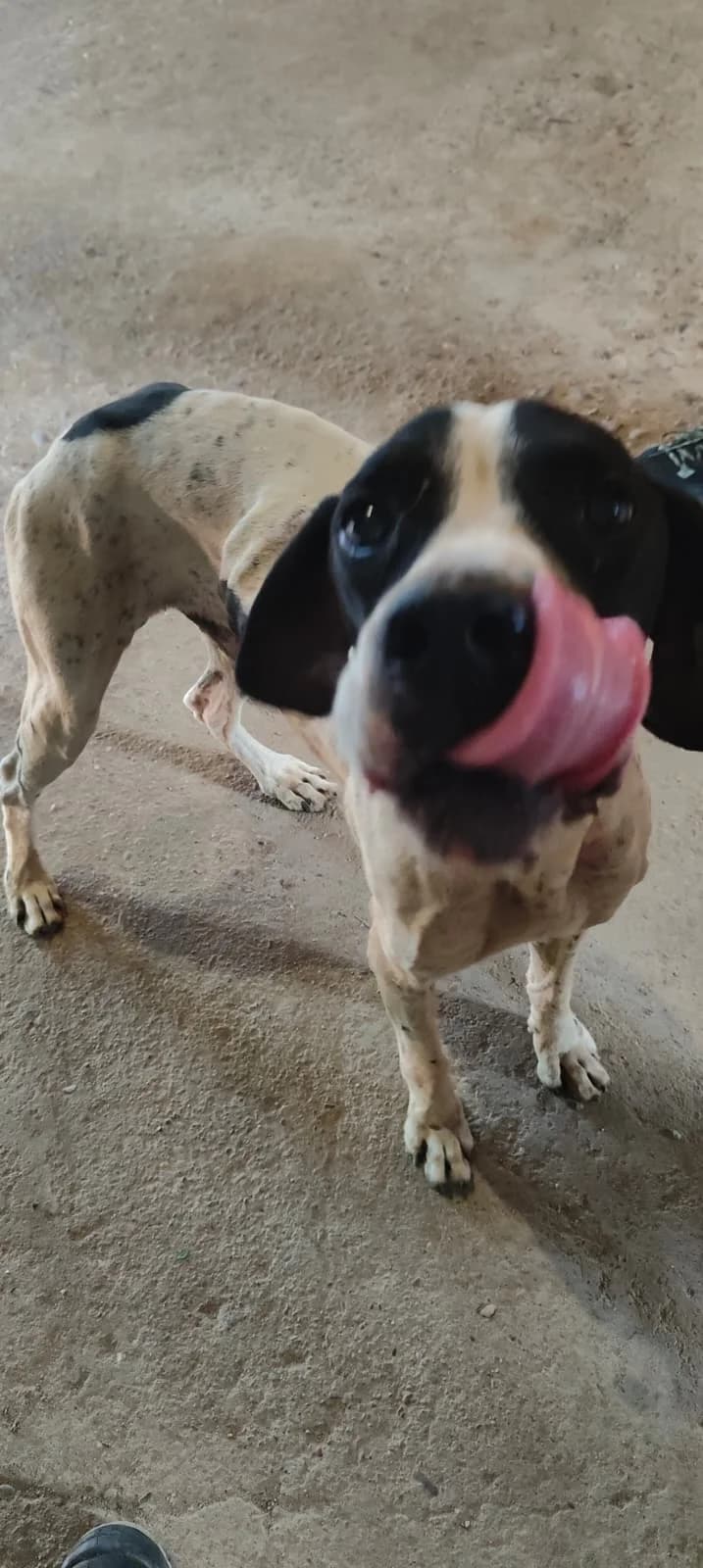 Charlie, male 6yo Pointer for adoption at Pointers in Need