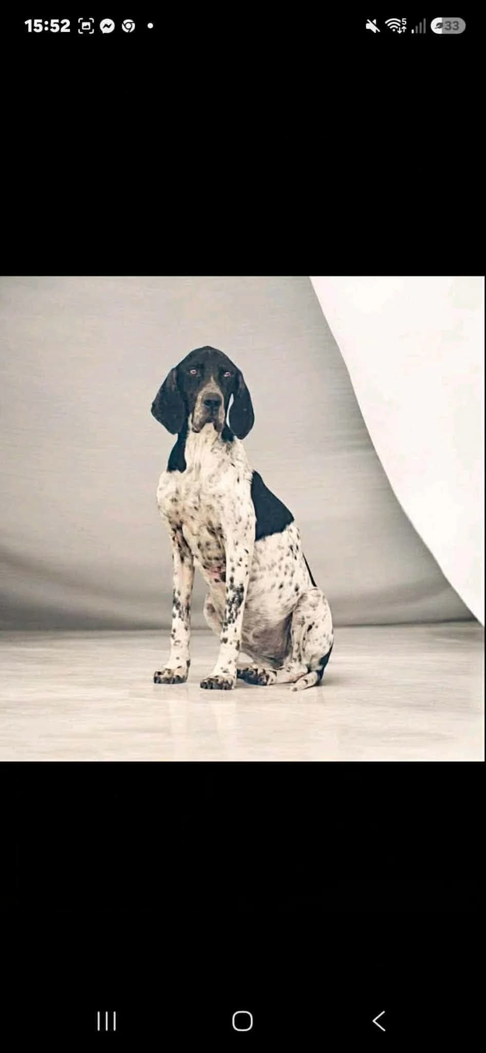 Virna, Pointer (Pointers in Need)