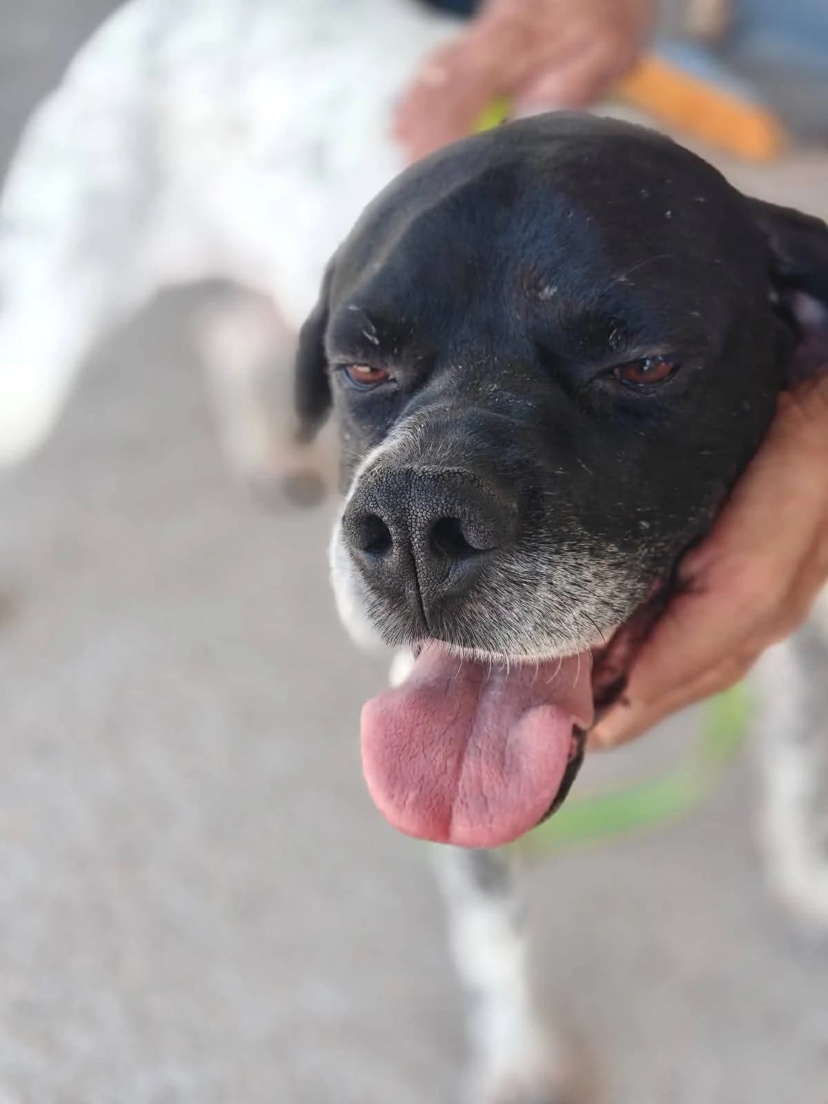 Maya, female 3yo Pointer for adoption at Pointers in Need