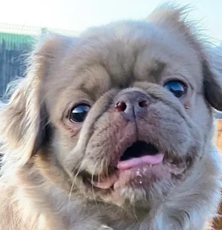 Bridie, female 4yo Pug for adoption at Pro Dogs Direct, London