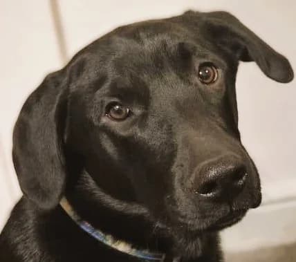 Atlas, Labrador Retriever (Pro Dogs Direct)