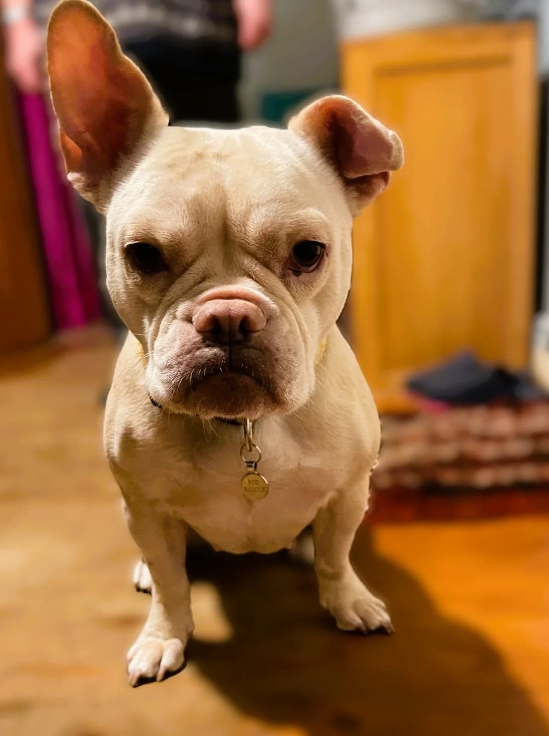 Maud, female 5yo English Bulldog for adoption at Pro Dogs Direct, London