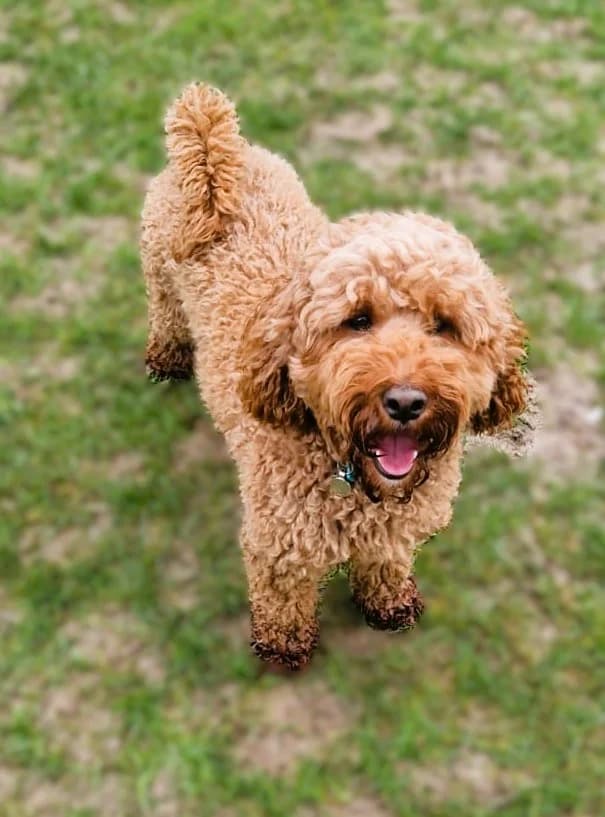 Sydney, female young Labradoodle for adoption at Pro Dogs Direct, London