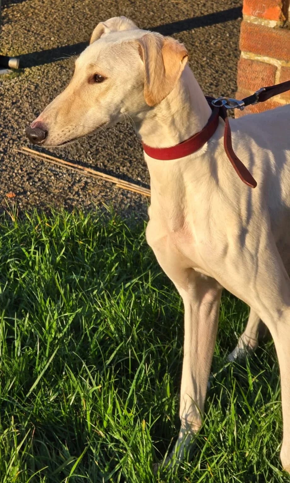 Dobby, male Lurcher for adoption at Pro Dogs Direct, London