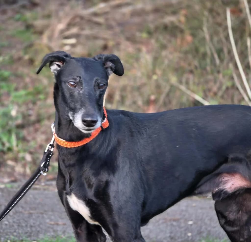 JJ, male senior Lurcher for adoption at Pro Dogs Direct, London