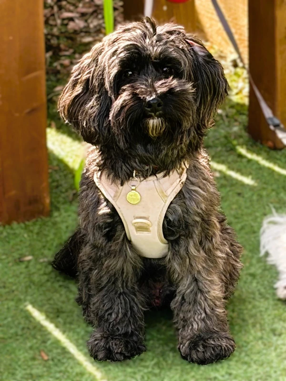 Reggie, male Maltipoo for adoption at London