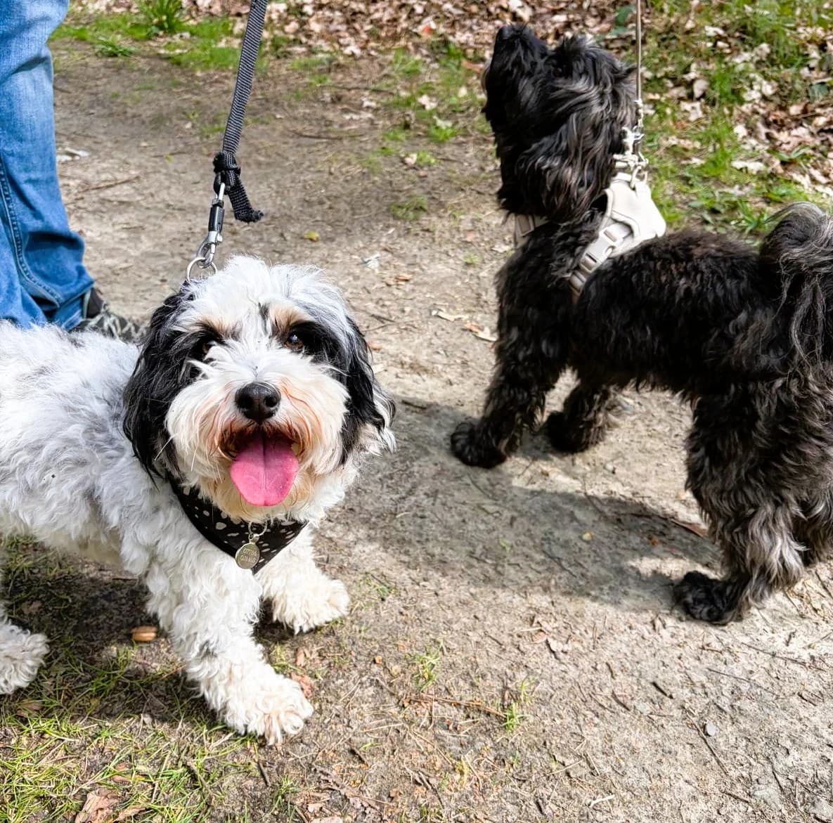 Elsie, female Maltipoo for adoption at London