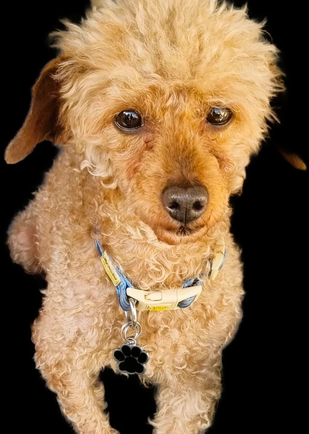 Roger, male senior Poodle for adoption at Pro Dogs Direct, London