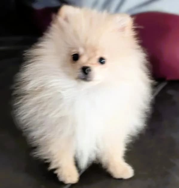 Leo, male puppy Pomeranian for adoption at Pro Dogs Direct, London