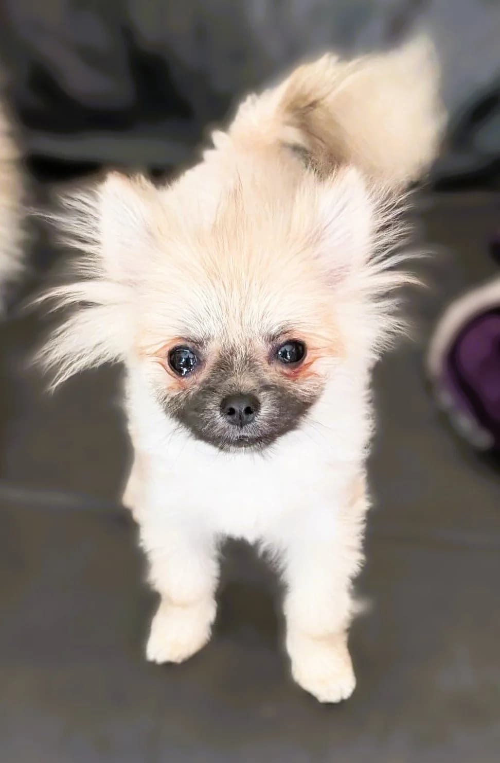 Phoebe, female puppy Pomeranian for adoption at Pro Dogs Direct, London