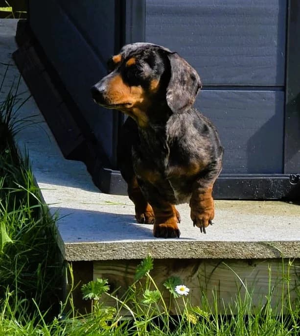 Dinky, female 3yo mixed breed for adoption at Pro Dogs Direct, London