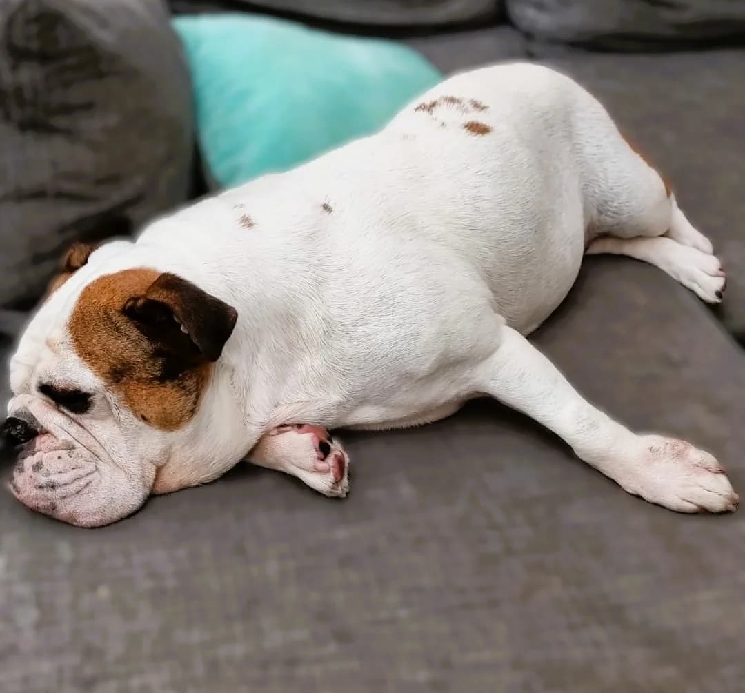 Jiggles, female 5yo mixed breed for adoption at Pro Dogs Direct, London