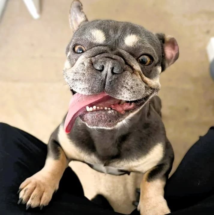 Alma, female 3yo English Bulldog for adoption at Pro Dogs Direct, London