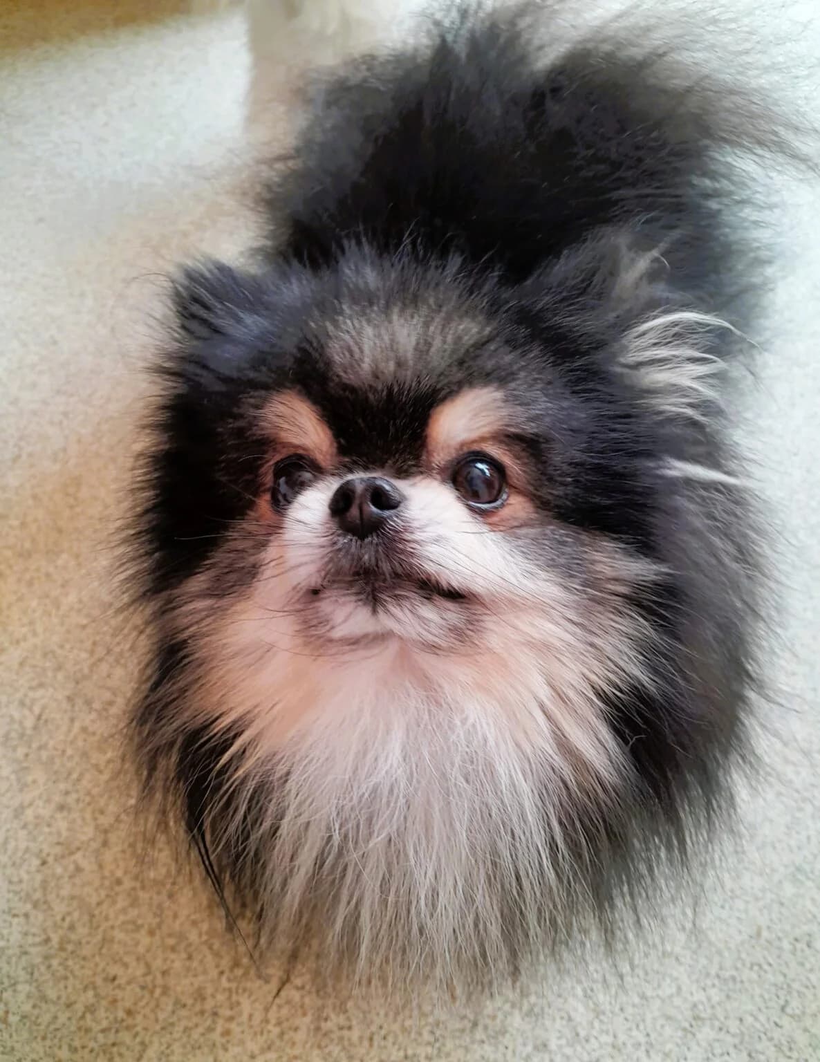 Drago, Pomeranian (Pro Dogs Direct)
