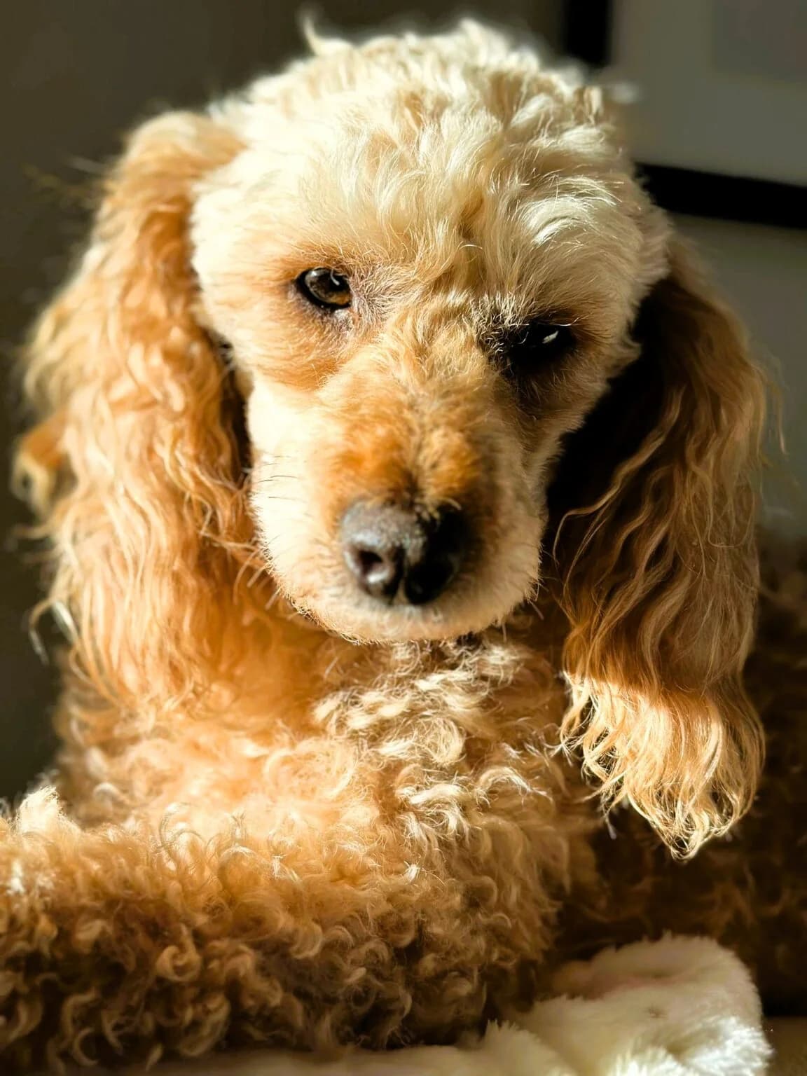 Boris, male 6yo Poodle for adoption at Pro Dogs Direct, London
