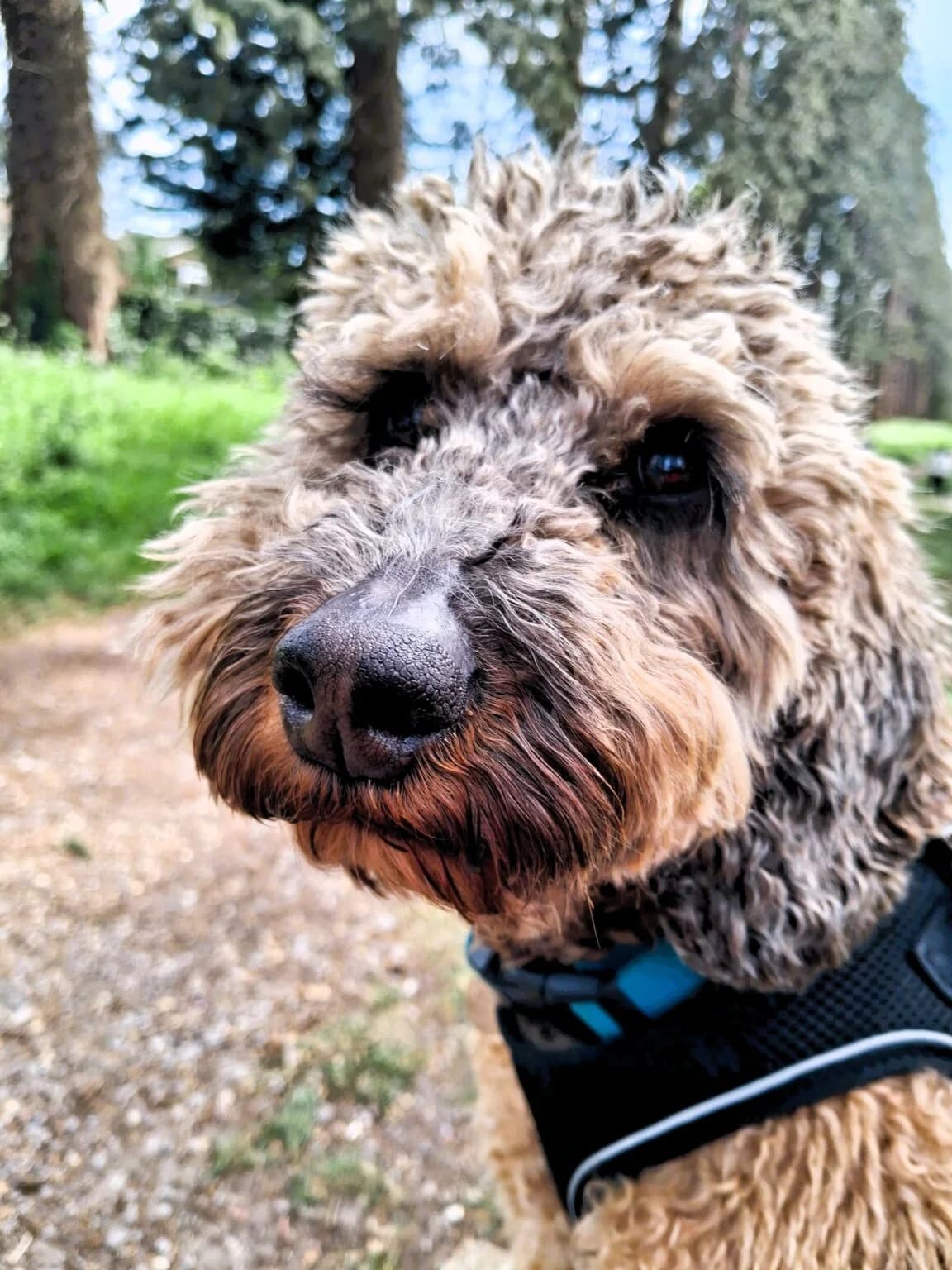 Myla, female 6yo Cockapoo for adoption at Pro Dogs Direct, London