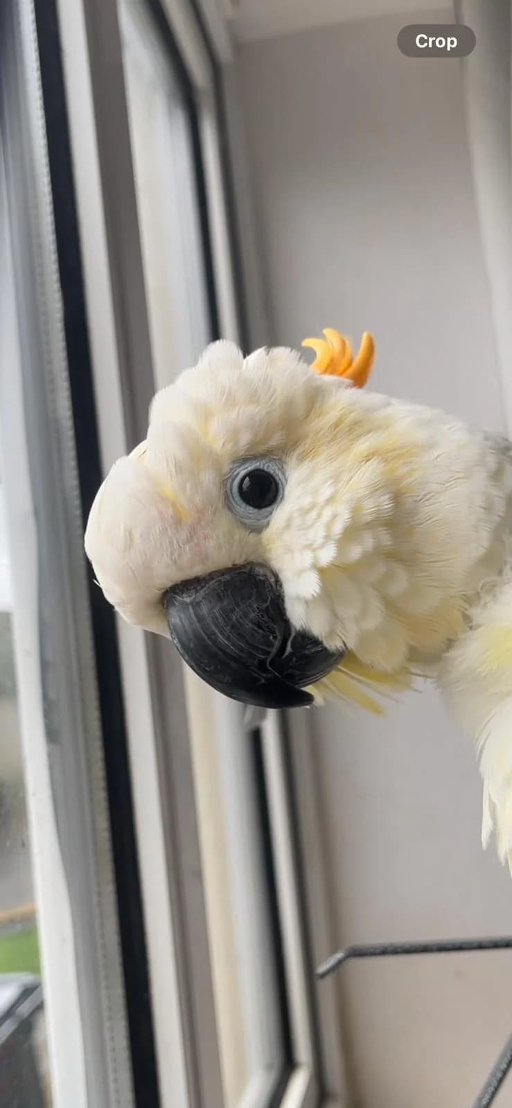 Mango, male mixed breed for adoption at Problem Parrots