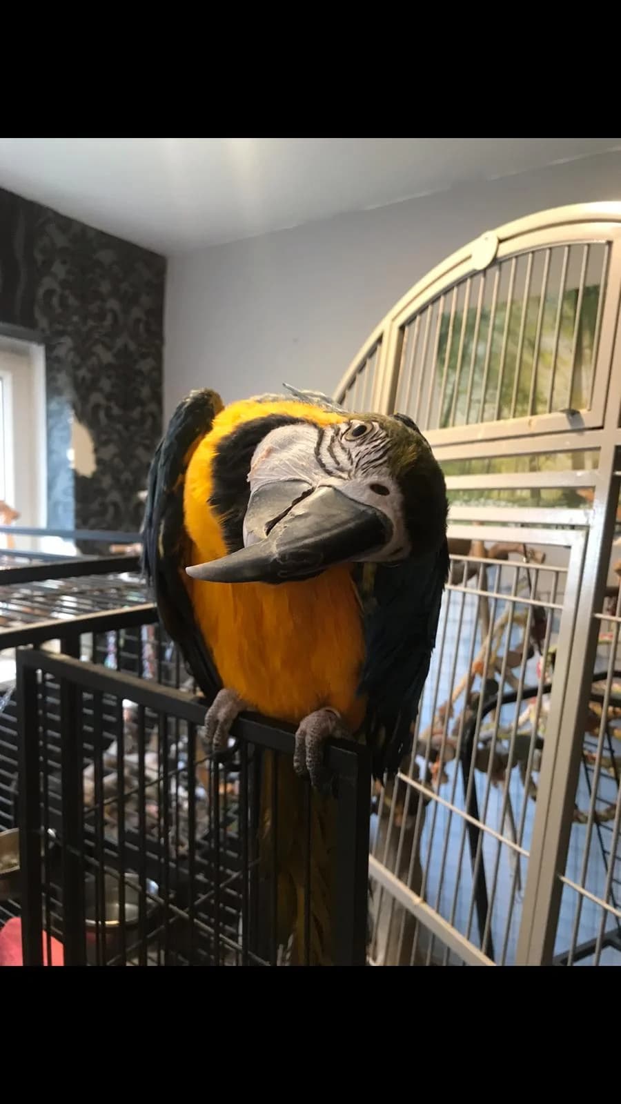 Oliver, male mixed breed for adoption at Problem Parrots
