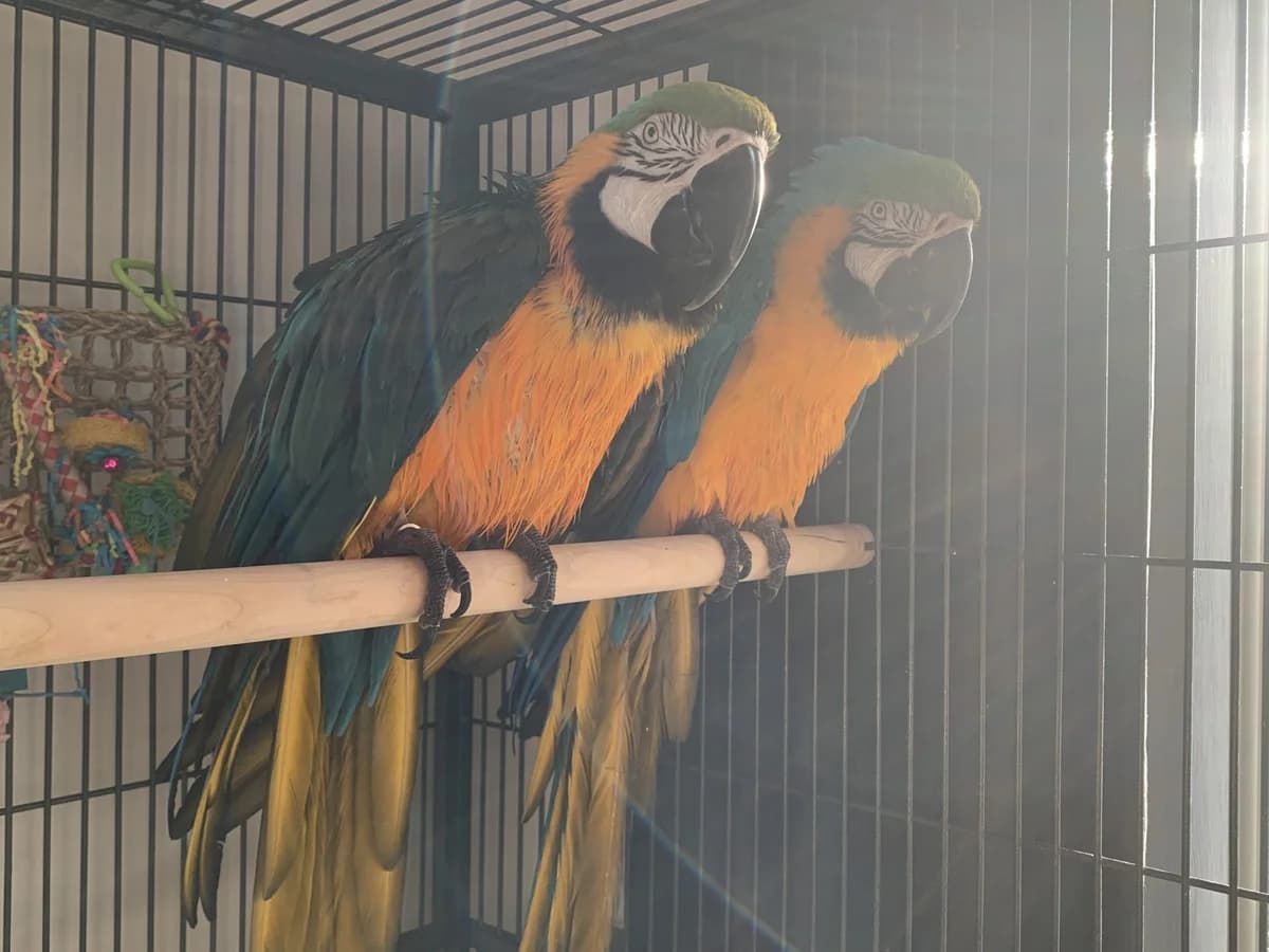 Bailey & Ozzie, female senior mixed breed for adoption at Problem Parrots