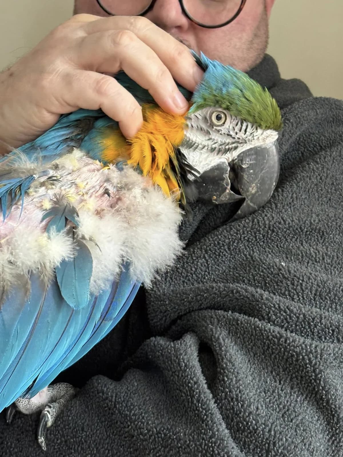 Charlie, female mixed breed for adoption at Problem Parrots