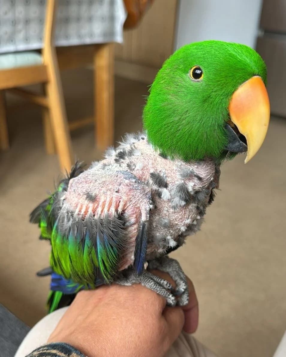 Parry, female mixed breed for adoption at Problem Parrots