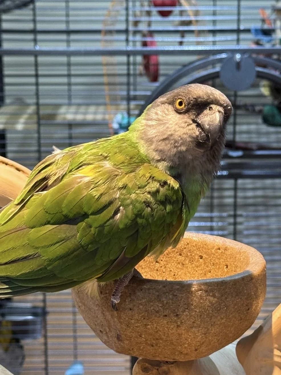 Milo, female senior mixed breed for adoption at Problem Parrots