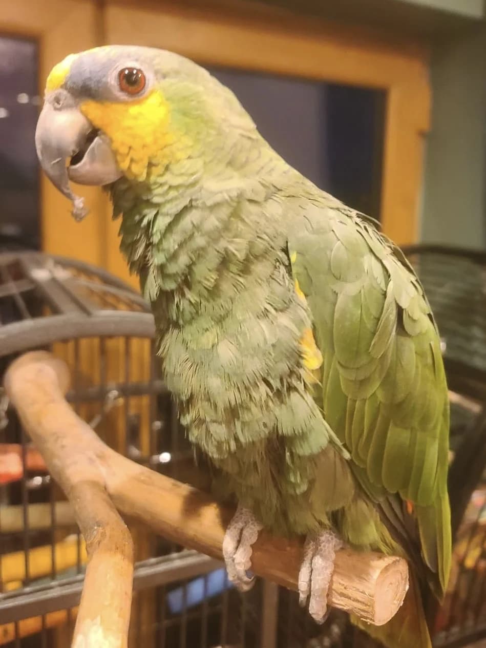 Tutu, male senior mixed breed for adoption at Problem Parrots