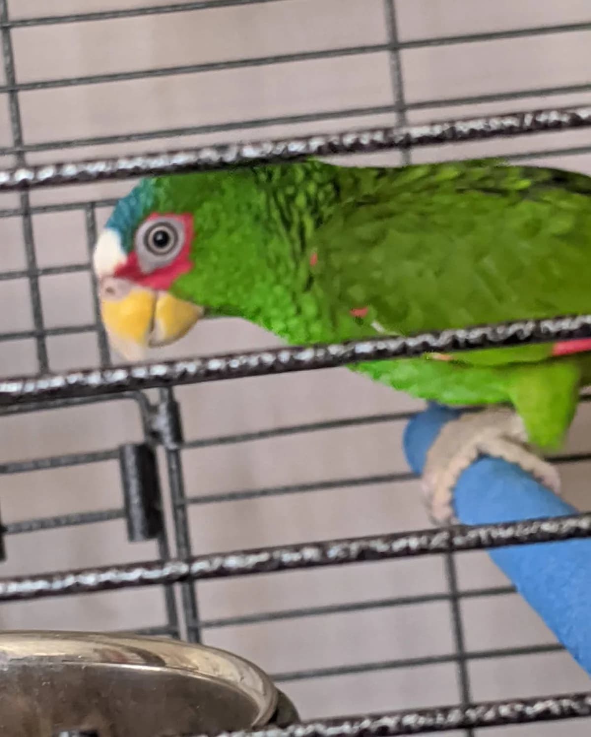 Gregory, male senior mixed breed for adoption at Problem Parrots
