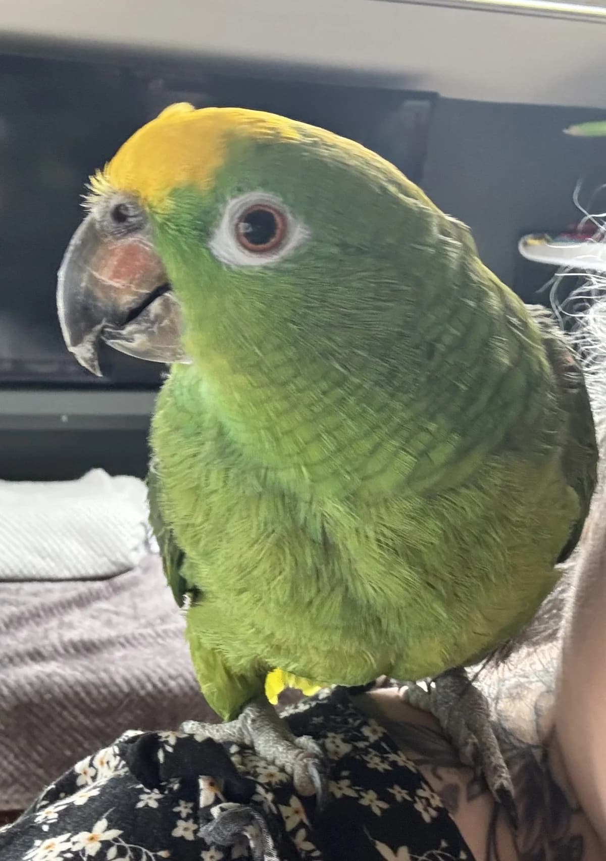 Bronnie, female senior mixed breed for adoption at Problem Parrots