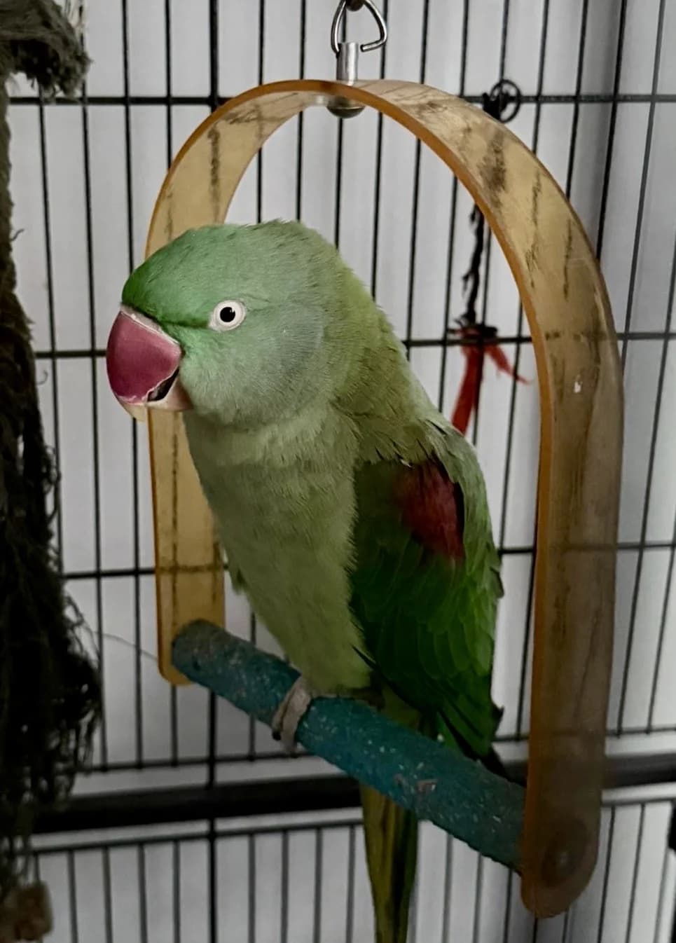 Lady P, female mixed breed for adoption at Problem Parrots